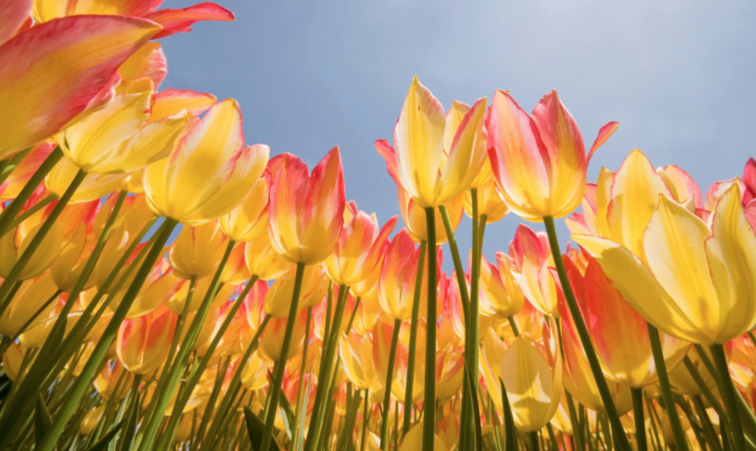Happy Spring Equinox