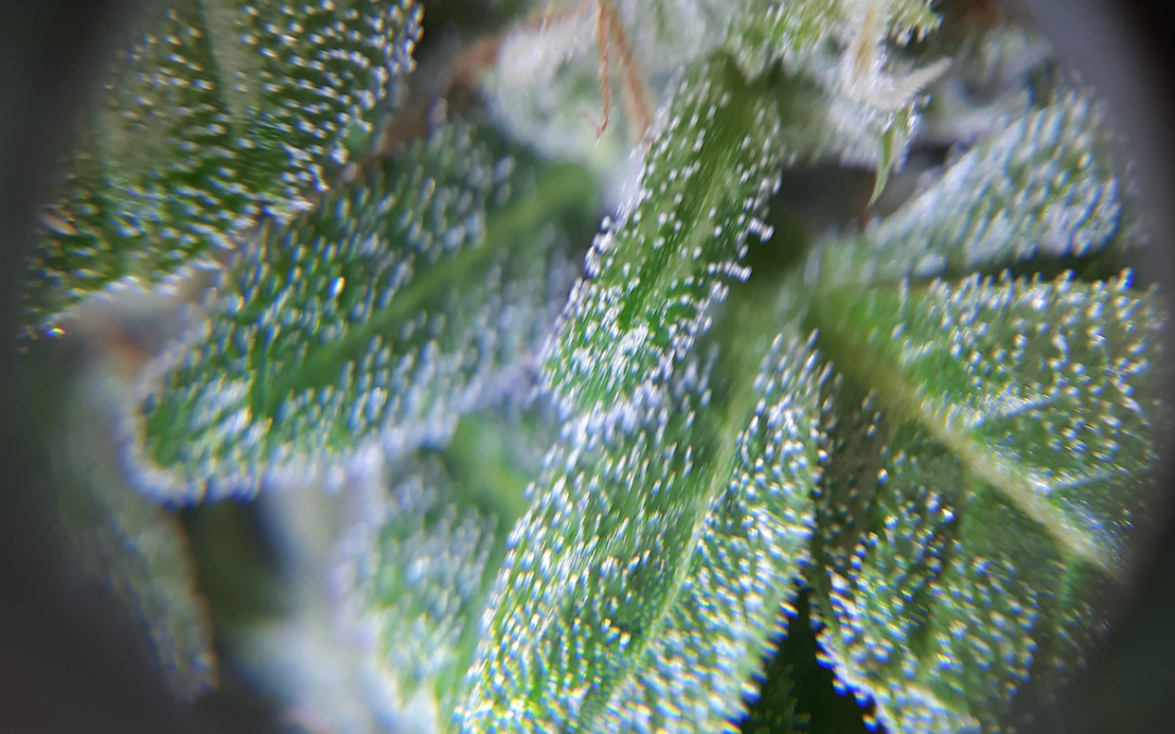 Cannabidiol (CBD) uses and indications